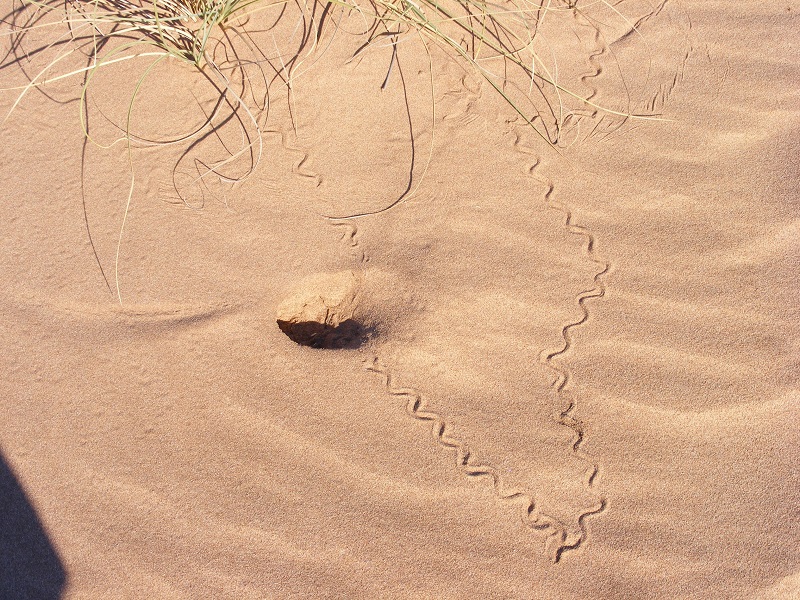 Creature tracks in sand