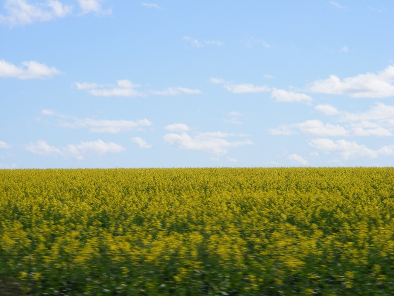 field of canola