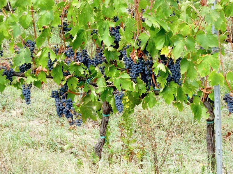 Grapevine