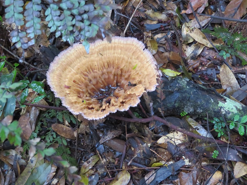 Fungi in the bush