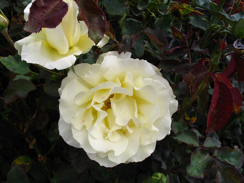 white roses for mothers day