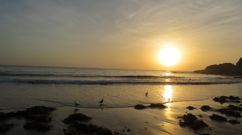 morning sun over the ocean with seagulls onshore