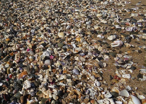 shells on beach