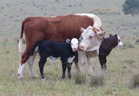 cow and calves